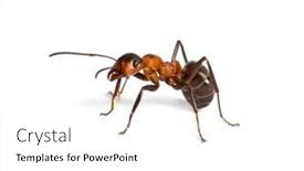  Presentation with ant - Presentation featuring animal ants - european red wood ant formica background and a white colored foreground