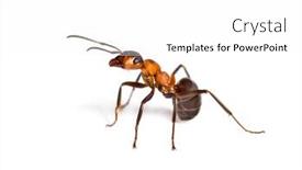  Presentation with ant - Presentation theme enhanced with ants - european red wood ant formica background and a white colored foreground
