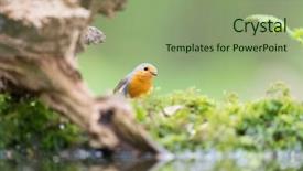  Presentation with robin bird - Presentation theme with european-robin-bird-in-forest background and a seafoam green colored foreground