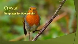  Presentation with natural - PPT theme enhanced with european-robin-erithacus-rubecula background and a tawny brown colored foreground