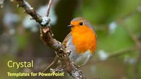  Presentation with natural - PPT theme with european-robin-erithacus-rubecula background and a tawny brown colored foreground