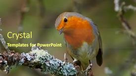  Presentation with natural - Colorful slide set enhanced with european-robin-erithacus-rubecula backdrop and a tawny brown colored foreground
