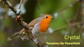  Presentation with natural - Presentation with european-robin-erithacus-rubecula background and a tawny brown colored foreground