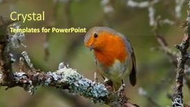  Presentation with natural - Presentation theme featuring european-robin-erithacus-rubecula background and a tawny brown colored foreground