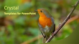  Presentation with natural - Cool new presentation theme with european-robin-erithacus-rubecula backdrop and a tawny brown colored foreground