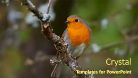  Presentation with natural - Amazing PPT theme having european-robin-erithacus-rubecula backdrop and a tawny brown colored foreground