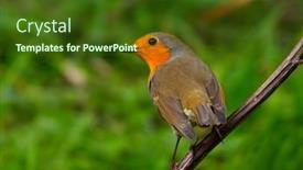  Presentation with natural - PPT theme having european-robin-erithacus-rubecula background and a tawny brown colored foreground