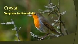  Presentation with natural - PPT layouts having european-robin-erithacus-rubecula background and a tawny brown colored foreground