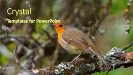  Presentation with small european robin erithacus rubecula - PPT theme enhanced with european-robin-erithacus-rubecula background and a tawny brown colored foreground