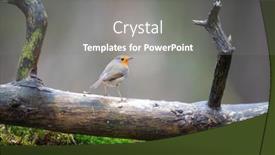  Presentation with forest - Presentation theme with european-robin-outdoor-in-forest background and a gray colored foreground