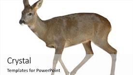  Presentation with deer - Cool new presentation with european roe deer capreolus capreolus backdrop and a white colored foreground