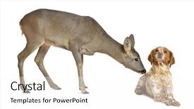  Presentation with old dog - Audience pleasing theme consisting of european roe deer capreolus capreolus backdrop and a white colored foreground