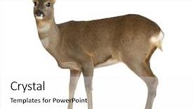  Presentation with old crumpled paper violence against women - PPT layouts featuring european roe deer capreolus capreolus background and a white colored foreground