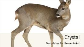  Presentation with 4 years old children and doctor - PPT layouts with european roe deer capreolus capreolus background and a lemonade colored foreground