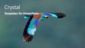  Presentation with flight - Audience pleasing presentation consisting of european-roller-coracias-garrulus backdrop and a ocean colored foreground