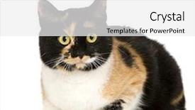  Presentation with european union flage animation - PPT theme enhanced with european shorthair 2 years in front of a white background background and a white colored foreground