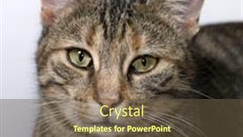  Presentation with stamp out domestic violence - Slide set consisting of european shorthair domestic cat background and a tawny brown colored foreground