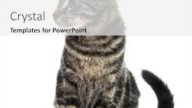  Presentation with kitten - Cool new slides with european shorthair kitten 3 months old sitting and looking to the side isolated on white backdrop and a white colored foreground