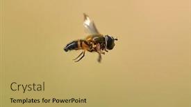  Presentation with flying - Presentation theme consisting of european-species-of-hoverfly-epistrophe background and a yellow colored foreground