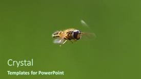  Presentation with flying - PPT layouts having european-species-of-hoverfly-epistrophe background and a tawny brown colored foreground