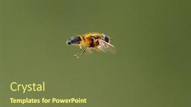  Presentation with flying - Audience pleasing slide deck consisting of european-species-of-hoverfly-epistrophe backdrop and a tawny brown colored foreground