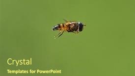  Presentation with flying - Beautiful presentation featuring european-species-of-hoverfly-epistrophe backdrop and a tawny brown colored foreground
