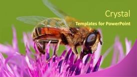  Presentation with purple - Presentation design consisting of european-species-of-hoverfly-epistrophe background and a tawny brown colored foreground