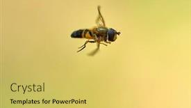  Presentation with flying - Slide set featuring european-species-of-hoverfly-epistrophe background and a yellow colored foreground