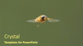  Presentation with flying - PPT theme enhanced with european-species-of-hoverfly-epistrophe background and a tawny brown colored foreground