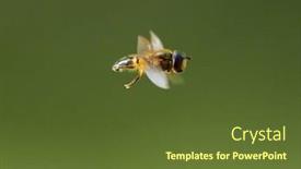  Presentation with flying - Amazing presentation theme having european-species-of-hoverfly-epistrophe backdrop and a tawny brown colored foreground