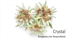  Presentation with white flowers - PPT theme consisting of european star - edelweiss flowers isolated over white background and a white colored foreground