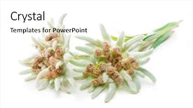  Presentation with isolated paw prints over white - Beautiful presentation featuring european star - edelweiss flowers isolated over white backdrop and a white colored foreground