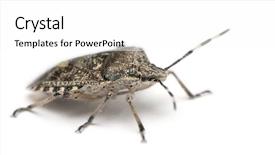  Presentation with stink - Amazing slides having european stink bug rhaphigaster nebulosa backdrop and a white colored foreground