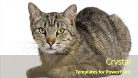  Presentation with cat - PPT theme enhanced with old in front of white background and a violet colored foreground