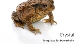  Presentation with small european robin erithacus rubecula - Slide deck with european toad bufo bufo in front of a white background background and a white colored foreground