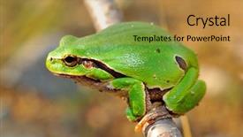  Presentation with council of european union - Presentation theme featuring european tree-frog hyla arborea background and a gold colored foreground