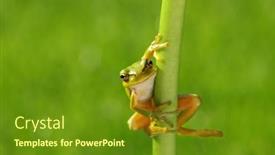  Presentation with frog - Presentation having european-tree-frog-on-green background and a tawny brown colored foreground