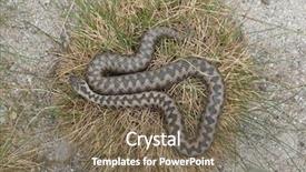  Presentation with animal - Presentation design consisting of european viper vipera berus also background and a violet colored foreground