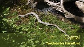  Presentation with animal - Slide deck with european-viper-vipera-berus background and a tawny brown colored foreground