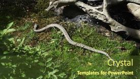  Presentation with animal - Slide deck enhanced with european-viper-vipera-berus background and a tawny brown colored foreground