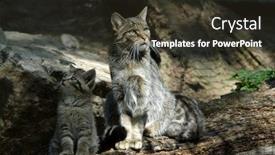  Presentation with kitten - Theme with european wildcat felis silvestris silvestris background and a tawny brown colored foreground