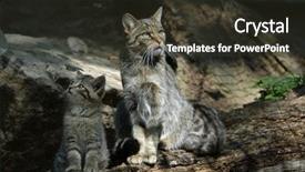  Presentation with kitten - Amazing theme having european wildcat felis silvestris silvestris backdrop and a tawny brown colored foreground