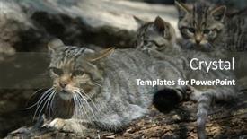  Presentation with kitten - Amazing theme having european wildcat felis silvestris silvestris backdrop and a dark gray colored foreground