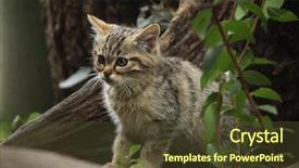  Presentation with kitten - Audience pleasing slide set consisting of european wildcat felis silvestris silvestris backdrop and a tawny brown colored foreground