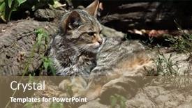  Presentation with animal - PPT theme consisting of european-wildcat-felis-silvestris-silvestris background and a coral colored foreground