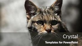 Presentation with animal - Cool new presentation theme with european-wildcat-felis-silvestris-silvestris backdrop and a dark gray colored foreground