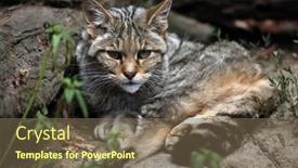  Presentation with animal - Presentation design enhanced with european-wildcat-felis-silvestris-silvestris background and a violet colored foreground