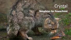  Presentation with animal - Slide deck with european-wildcat-felis-silvestris-silvestris background and a dark gray colored foreground