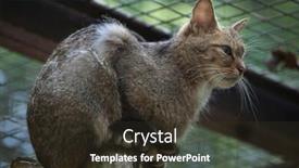  Presentation with wildlife - Beautiful presentation design featuring european-wildcat-felis-silvestris-silvestris backdrop and a tawny brown colored foreground