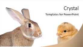  Presentation with cattle farm cattle animals - Beautiful slide deck featuring europien born - two different farm s animals backdrop and a white colored foreground